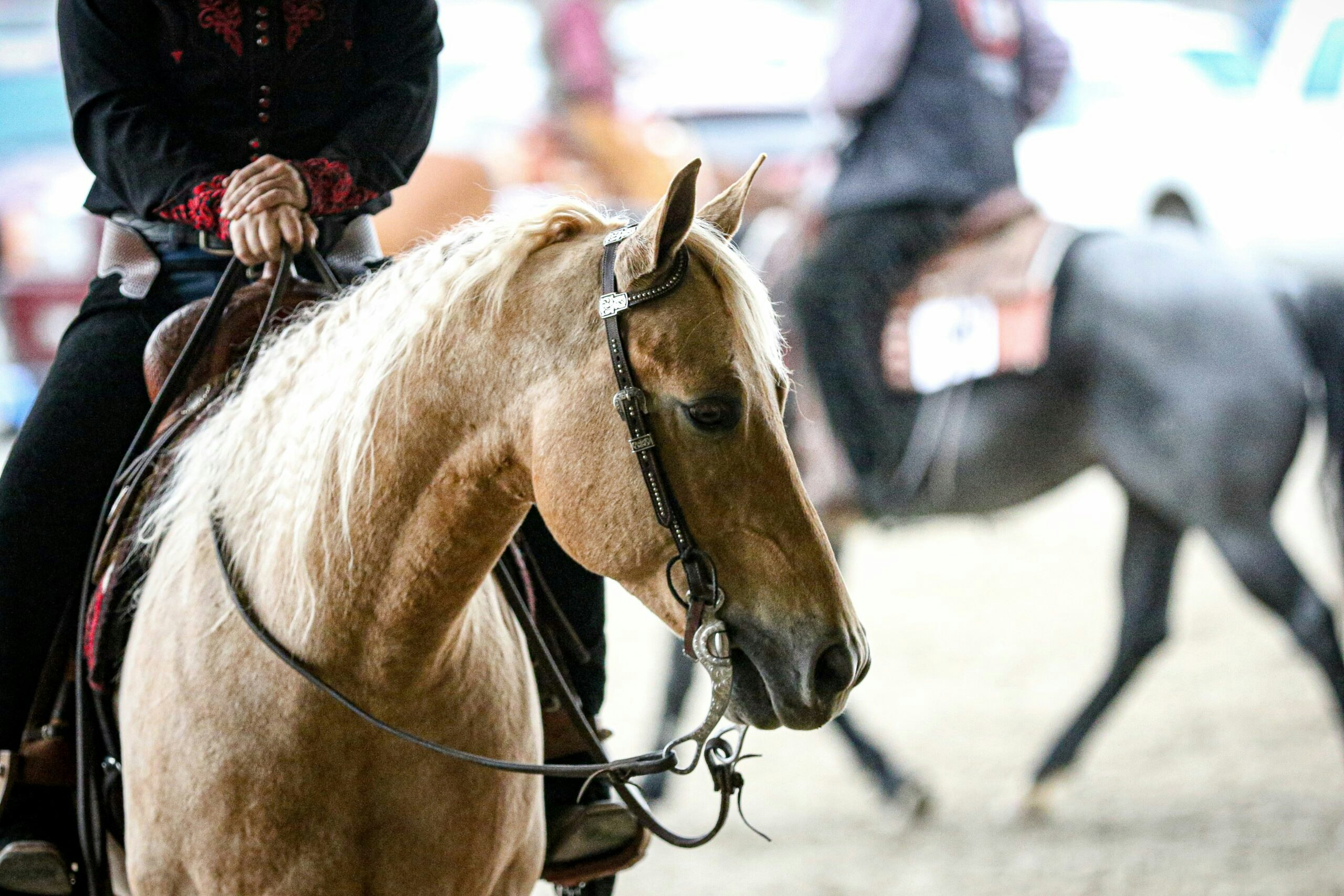 11/6/19 Livestock Exposition Kicked Off by Quarter Horse Show